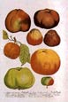 Johann Wilhelm Weinmann - Fruit 1 of 4