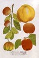 Johann Wilhelm Weinmann - Fruit 2 of 4