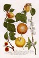 Johann Wilhelm Weinmann - Fruit 3 of 4
