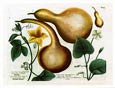 Johann Wilhelm Weinmann - Gourd Varieties I