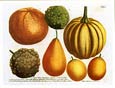 Johann Wilhelm Weinmann - Gourd Varieties II