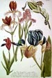 Johann Wilhelm Weinmann - Iris Plate 612