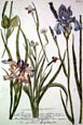Johann Wilhelm Weinmann - Iris Plate 613