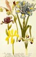 Johann Wilhelm Weinmann - Iris Bulbosa