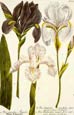 Johann Wilhelm Weinmann - Iris Coerulea