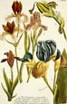 Johann Wilhelm Weinmann - Iris Humilior