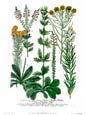 Johann Wilhelm Weinmann - Linaria