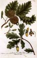 Johann Wilhelm Weinmann - Oak Leaf