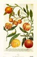 Johann Wilhelm Weinmann - Oranges