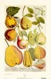 Johann Wilhelm Weinmann - Pears