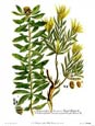 Johann Wilhelm Weinmann - Scolymocepha