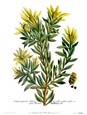 Johann Wilhelm Weinmann - Scolymocephalus