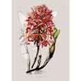 Mrs Augusta Withers - Laelia Superbiens