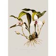 Mrs Augusta Withers - Maxillaria Skinneri