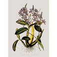 Mrs Augusta Withers - Schomburgkia Tibicinis