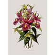 Mrs Augusta Withers - Sobralia Macrantha