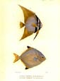 F. Cuvier - Cuvier Fish Plate 42