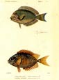 F. Cuvier - Cuvier Fish Plate 71