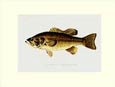 Denton - Fish