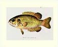 Denton - Fish