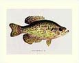 Denton - Fish