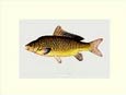 Denton - Fish