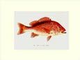 Denton - Fish