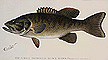 small mouthed black bass