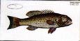J. H. De Seve - Bodianus--Bloch Fish