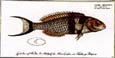 J. H. De Seve - Labrus--Bloch Fish
