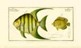 J. H. De Seve - Pen Fish