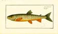 J. H. De Seve - Salmon