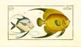 J. H. De Seve - Silver Fish