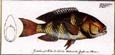J. H. De Seve - Sparus Anchorago