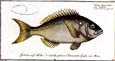 J. H. De Seve - Sparus Tet--Bloch Fish
