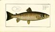 J. H. De Seve - Trout