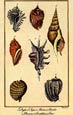Daniel Diderot - Conchology II