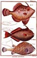 Daniel Diderot - Group of Fish I.
