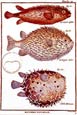 Daniel Diderot - Group of Fish Ii.