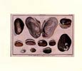 Daniel Diderot - Mussels