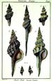 Diderot - Shells I