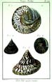 Diderot - Shells II