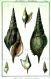 Diderot - Shells III