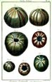 Diderot - Shells IV