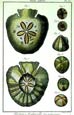 Diderot - Shells V