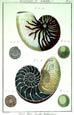 Diderot - Shells VI