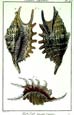 Diderot - Shells VIII