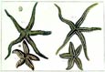 Diderot - Starfish I