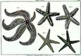 Diderot - Starfish II