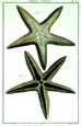 Diderot - Starfish III